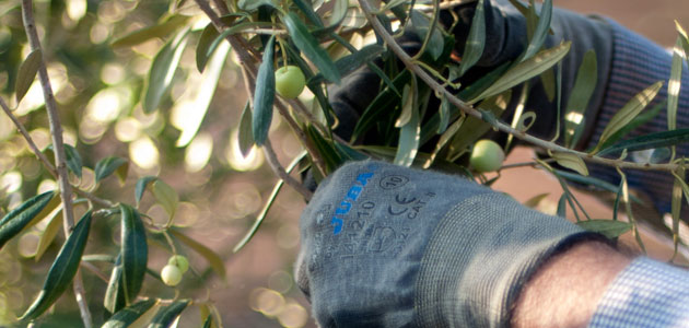 LA CAMPAÑA DE VERDEO HA ARRANCADO CON LAS PRIMERAS ACEITUNAS CERTIFICABLES EN LAS INDICACIONES GEOGRÁFICAS PROTEGIDAS MANZANILLA Y GORDAL DE SEVILLA