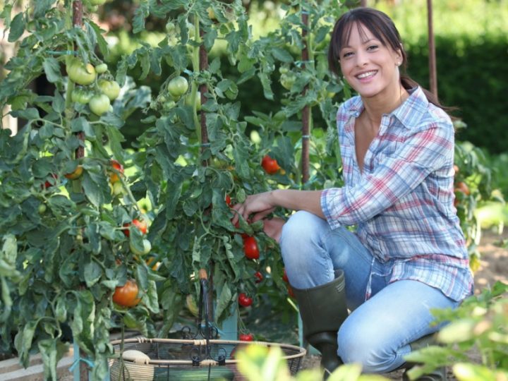 EL MINISTERIO DE AGRICULTURA, PESCA Y ALIMENTACIÓN CONVOCA LOS PREMIOS  DE EXCELENCIA A LA INNOVACIÓN PARA MUJERES RURALES